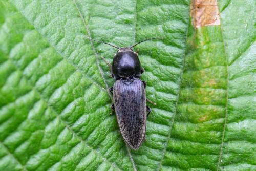 Cardiophorus sp.